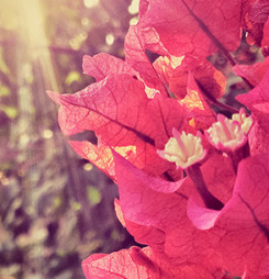 Bougainvillea