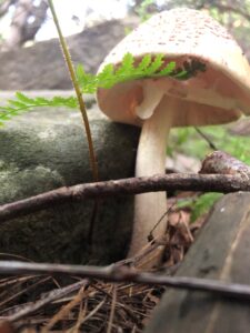 mushroom on forest floor