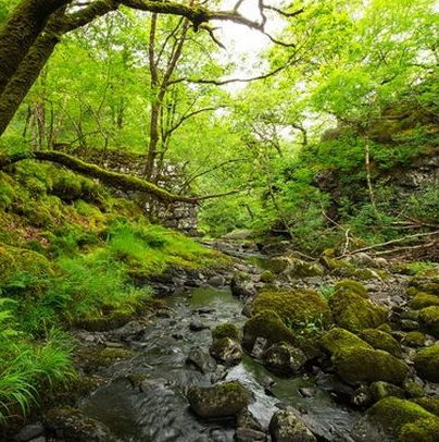 Welsh forest image